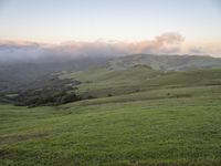 cows graze in green fields in the morning sundown on hills, with low clouds and fog