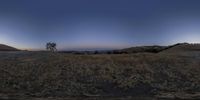 a view of some dry grasses and trees at dusk on a hill side with the moon visible