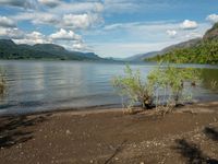 a bush sitting on the shore near a lake and a mountain range in the background