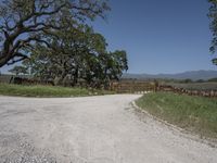 this is an image of the entrance to a ranch gate on the side of the road