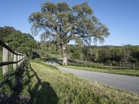 California Landscape with Clear Sky, Tree, and Grass