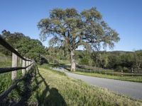 California Landscape with Clear Sky, Tree, and Grass