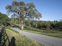 California Landscape with Clear Sky, Tree, and Grass