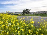 California Landscape Under a Cloudy Sky