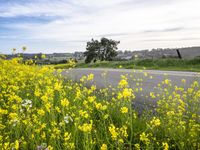 California Landscape Under a Cloudy Sky