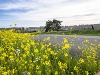 California Landscape Under a Cloudy Sky