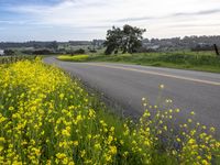 California Landscape Under a Cloudy Sky