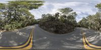 a curved road with trees on both sides and some rocks above the right lane on the left