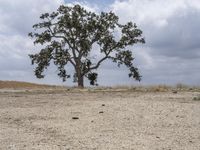 a single tree is seen on a barren area in a desert environment as seen from a distance