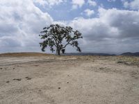 California Landscape: A Desert with Grass