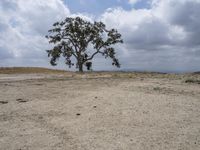 California Landscape: A Desert with Grass