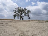 California Landscape: A Desert with Grass