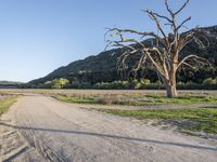 a dirt road in the middle of a country field, with a dead tree on either side of the road