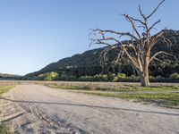 a dirt road in the middle of a country field, with a dead tree on either side of the road