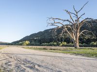 a dirt road in the middle of a country field, with a dead tree on either side of the road