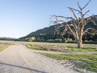 a dirt road in the middle of a country field, with a dead tree on either side of the road