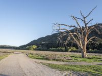 a dirt road in the middle of a country field, with a dead tree on either side of the road