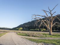 a dirt road in the middle of a country field, with a dead tree on either side of the road