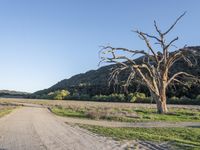 a dirt road in the middle of a country field, with a dead tree on either side of the road