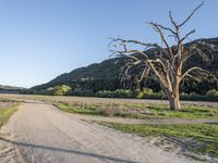 a dirt road in the middle of a country field, with a dead tree on either side of the road