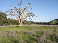 a dry dead tree sits in the green grass of a field with trees in the distance