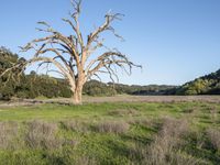 a dry dead tree sits in the green grass of a field with trees in the distance