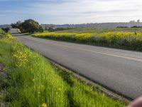 California Landscape: Field in Spring Nature