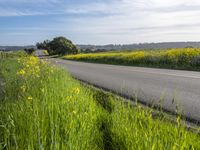 California Landscape: Field in Spring Nature