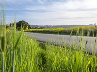 California Landscape: Field in Spring Nature