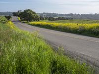 California Landscape: Field in Spring Nature