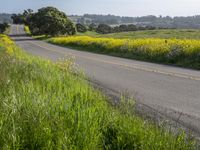 California Landscape: Field in Spring Nature