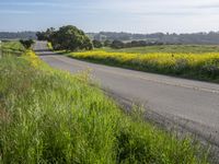 California Landscape: Field in Spring Nature