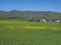 a green grassy field has yellow flowers in front of a barn and mountains as well