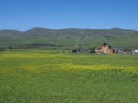 a green grassy field has yellow flowers in front of a barn and mountains as well