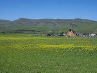 a green grassy field has yellow flowers in front of a barn and mountains as well