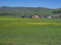 a green grassy field has yellow flowers in front of a barn and mountains as well