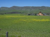 a green grassy field has yellow flowers in front of a barn and mountains as well