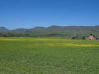 a green grassy field has yellow flowers in front of a barn and mountains as well