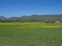 a green grassy field has yellow flowers in front of a barn and mountains as well