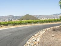 California Landscape: Mountains and Fields of Grass