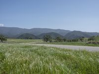 green grass on a road next to a field with hills in the background on a blue sky day