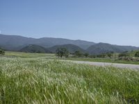 green grass on a road next to a field with hills in the background on a blue sky day