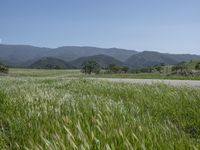 green grass on a road next to a field with hills in the background on a blue sky day