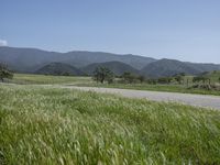 green grass on a road next to a field with hills in the background on a blue sky day