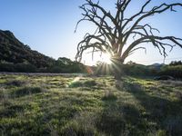 California Landscape: Nature Bathed in Sunlight