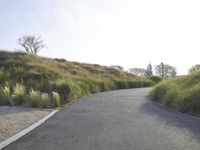 Californian Landscape: Nature's Beauty Amidst Trees
