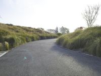 Californian Landscape: Nature's Beauty Amidst Trees