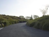 Californian Landscape: Nature's Beauty Amidst Trees