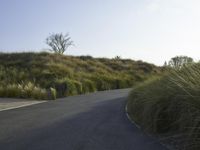 Californian Landscape: Nature's Beauty Amidst Trees