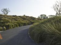Californian Landscape: Nature's Beauty Amidst Trees